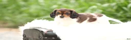 Dachshund dogs for sale: Smokey - Ad 1