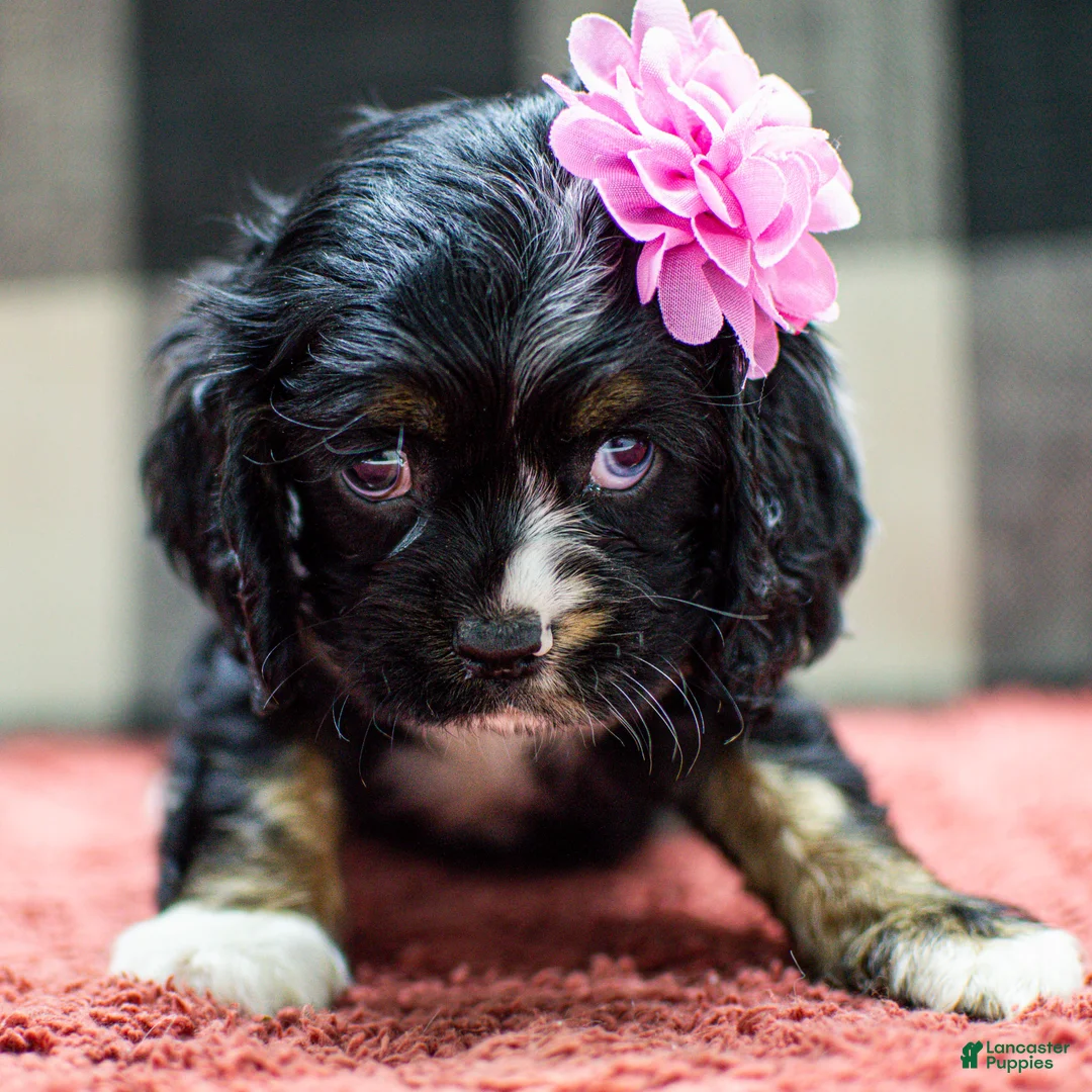 Cocker Spaniel dogs for sale: Tai Cocker Spaniel Puppy  - Ad 5