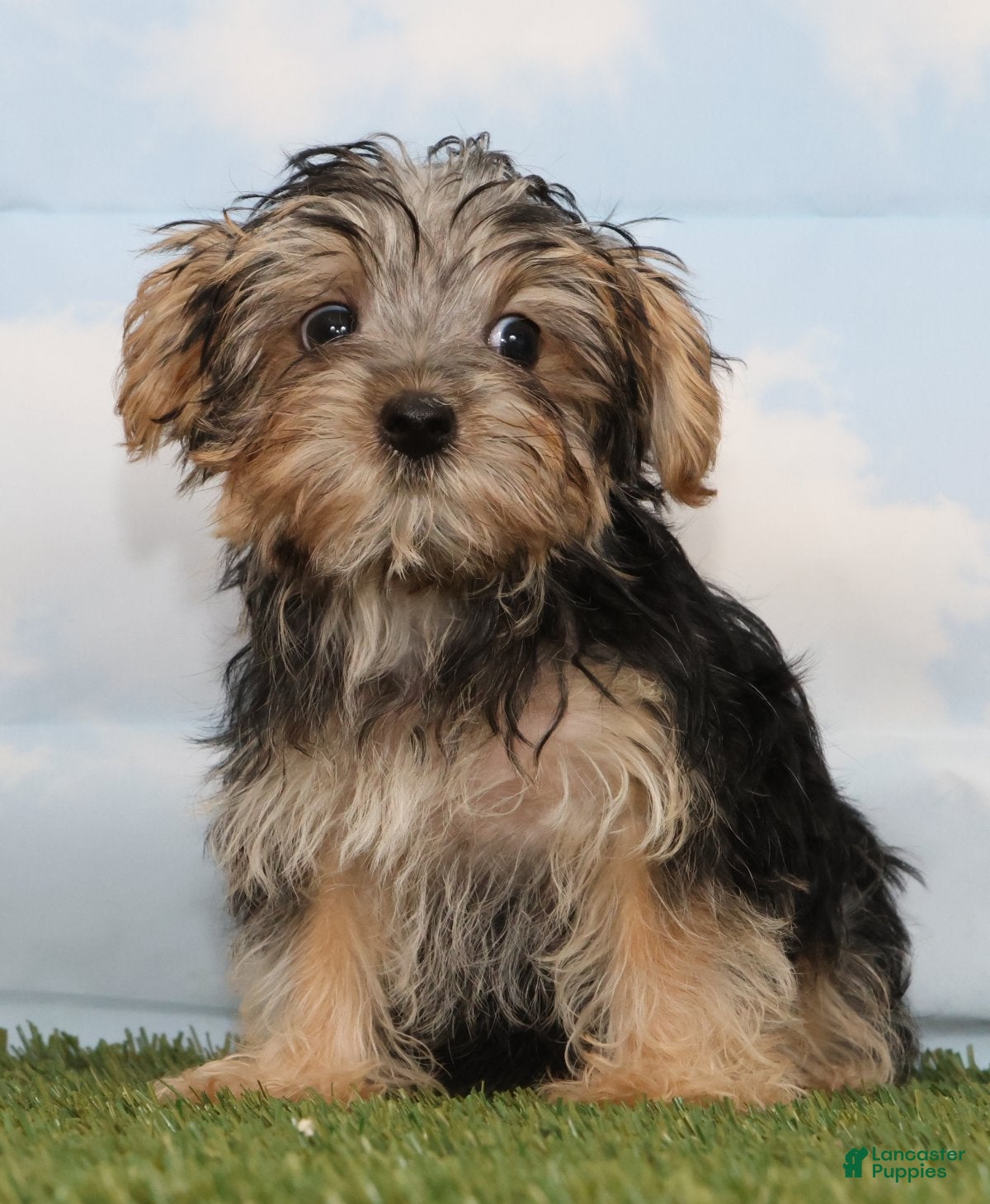 Yorkshire Terrier dogs Campton - Ad 2