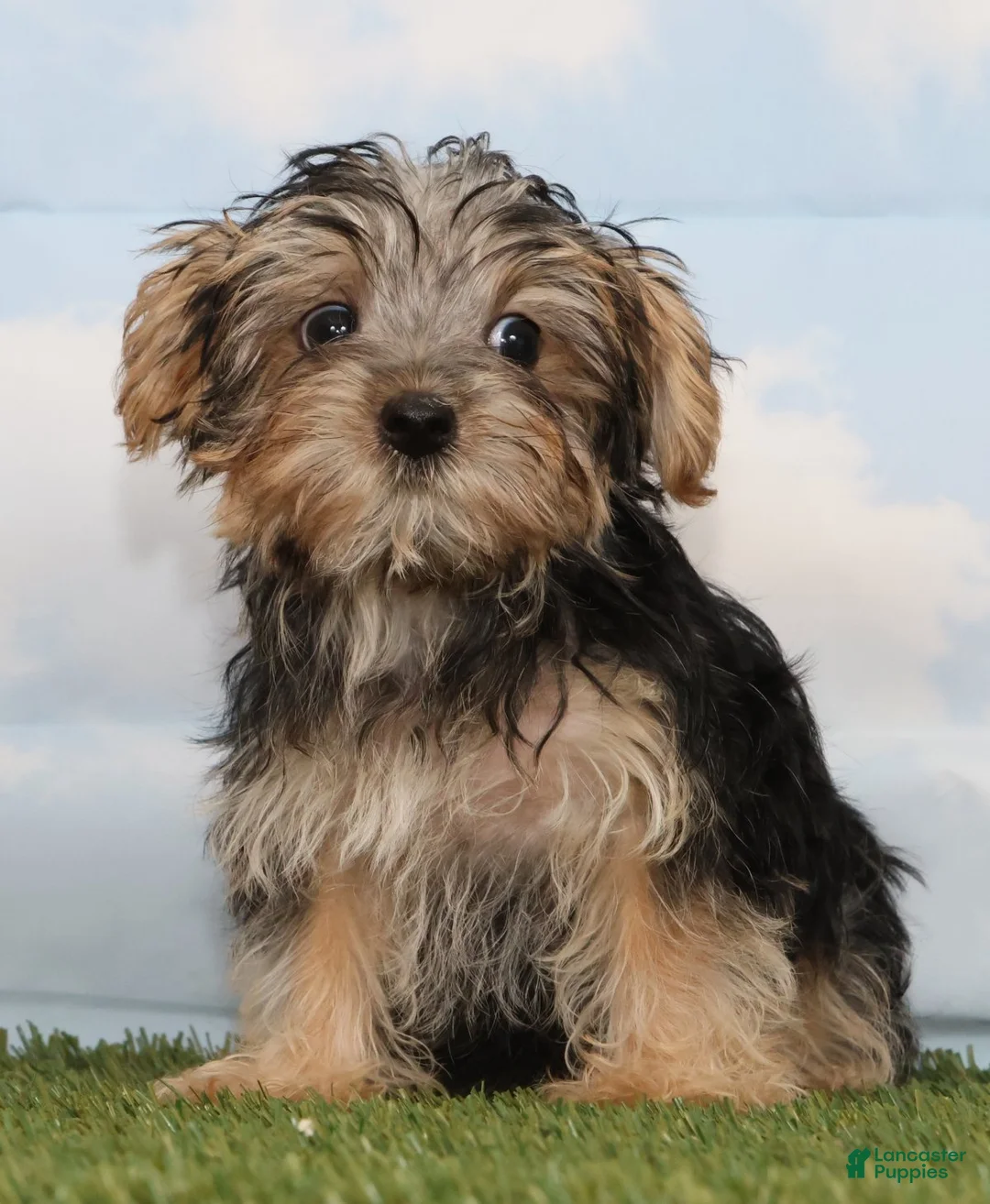 Yorkshire Terrier dogs for sale: Campton - Ad 2