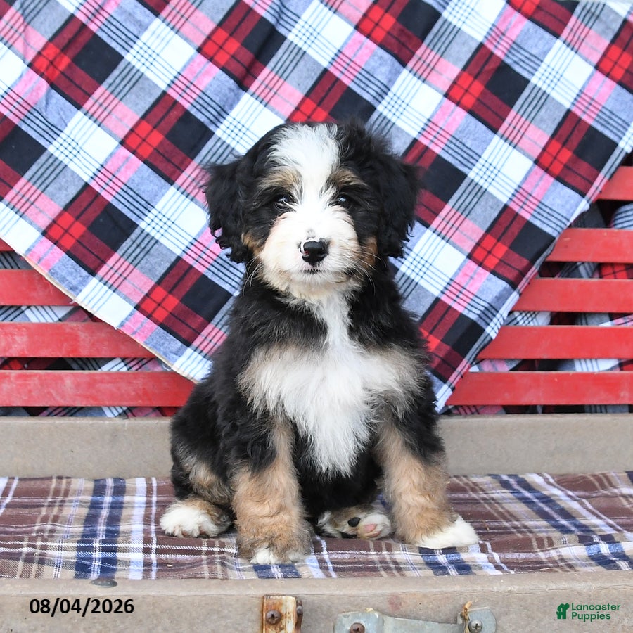 Mini Bernedoodle dogs Sugar - Ad 1