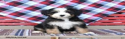 Mini Bernedoodle dogs for sale: Sugar - Ad 1