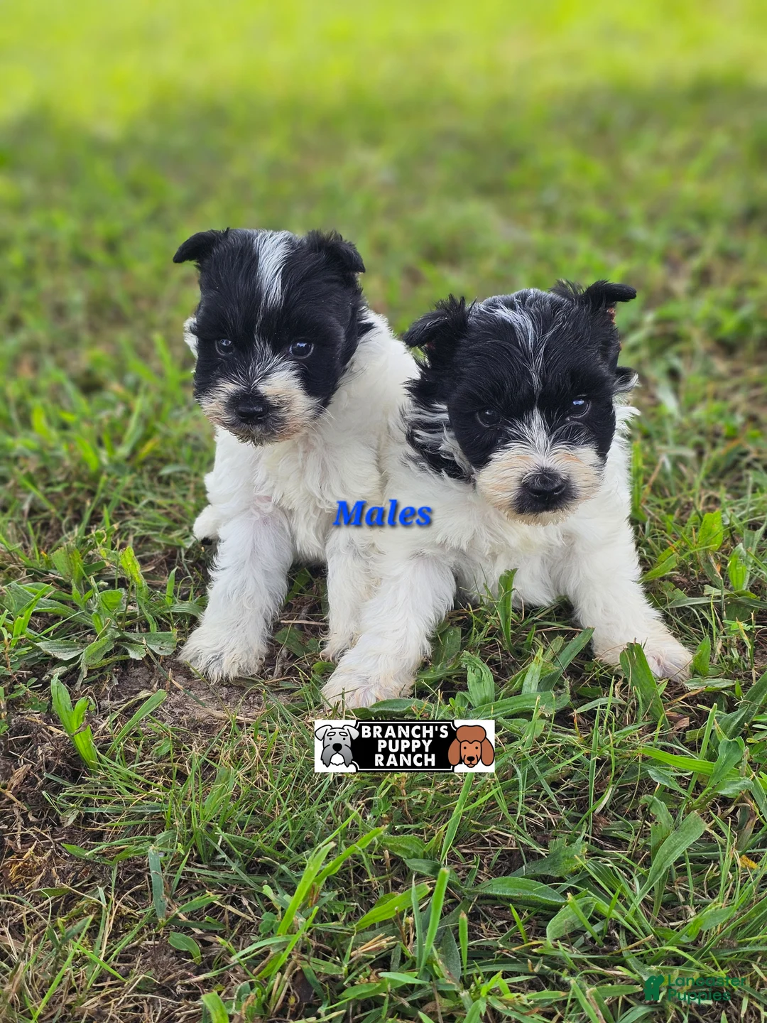 Miniature Schnauzer dogs for sale: Miniature Schnauzer 1 - Ad 2