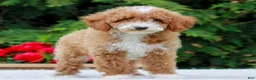 Miniature Poodle dogs for sale: Carter  - Ad 4