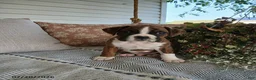 Boxer dogs for sale: Dante - Ad 7