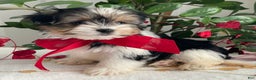 Biewer Terrier dogs for sale: Chico - Ad 5