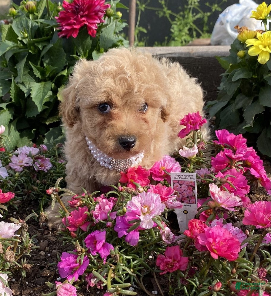 Toy Poodle dogs Toy Poodle Puppy 2 - Ad 1