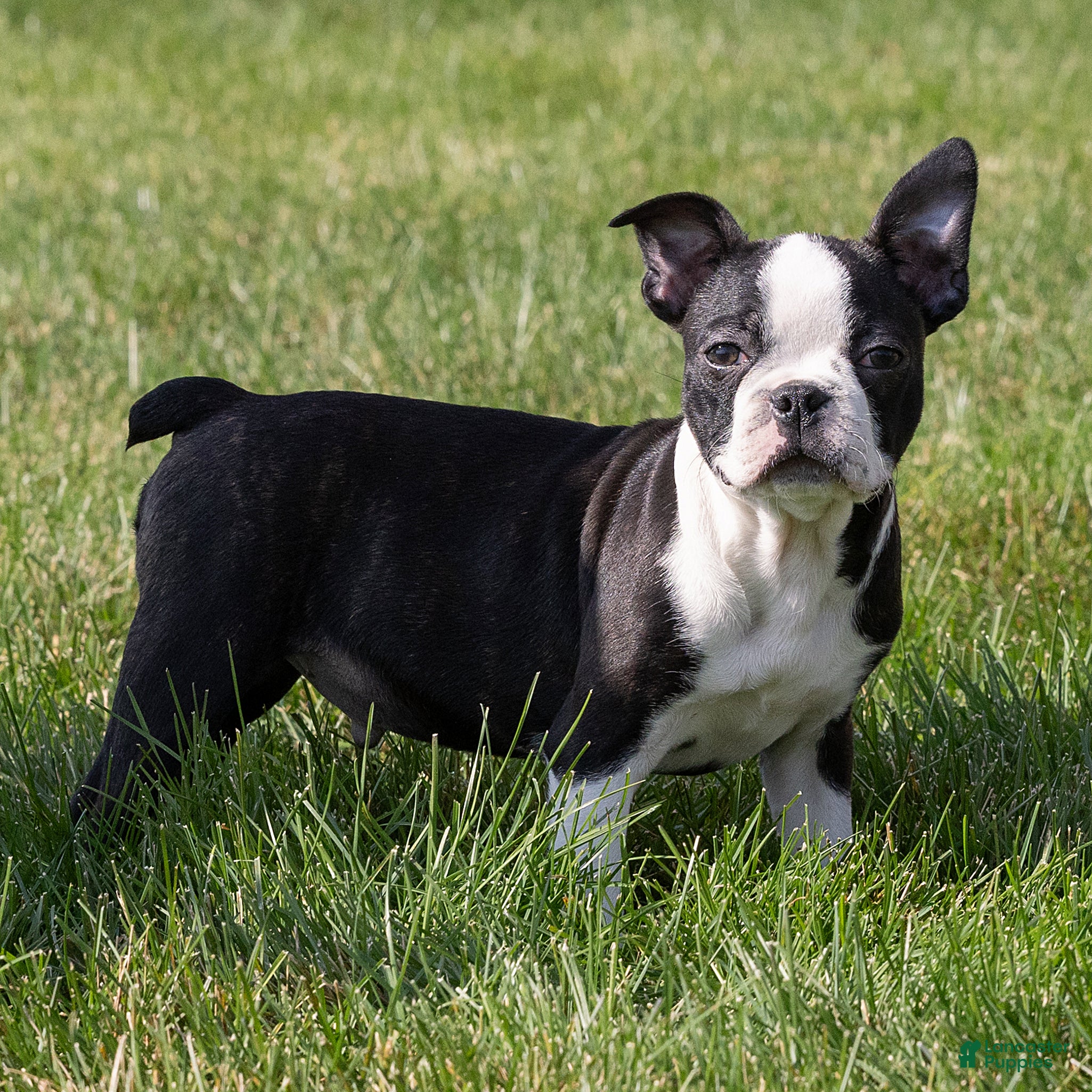 Boston Terrier dogs for sale: Charlie Boston Terrier  - Ad 2