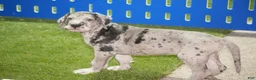 Great Dane dogs for sale: Lainey - Ad 5