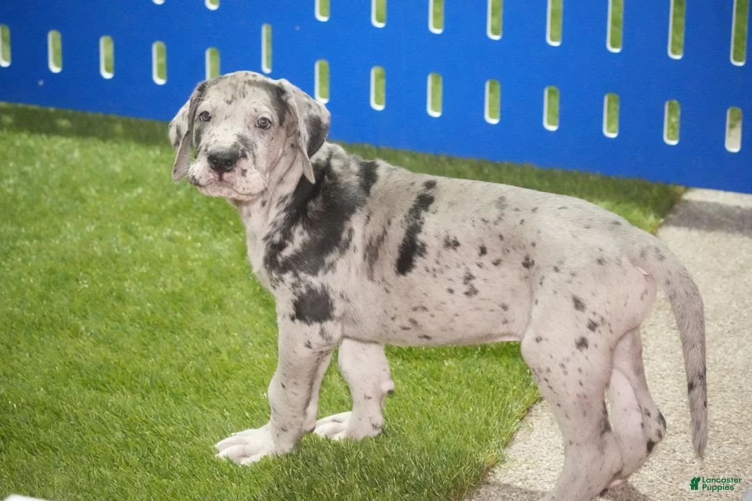 Great Dane dogs for sale: Lainey - Ad 5