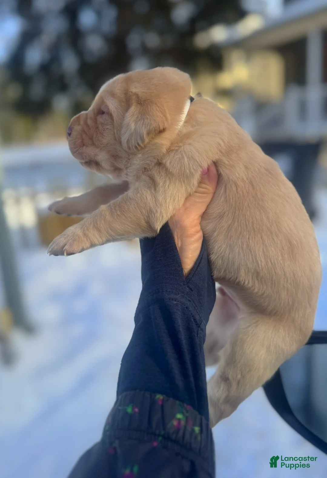 Labrador Retriever dogs for sale: Labrador Retriever Puppy 2 - Ad 8