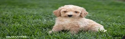 Mini Goldendoodle dogs for sale: Owen - Ad 1