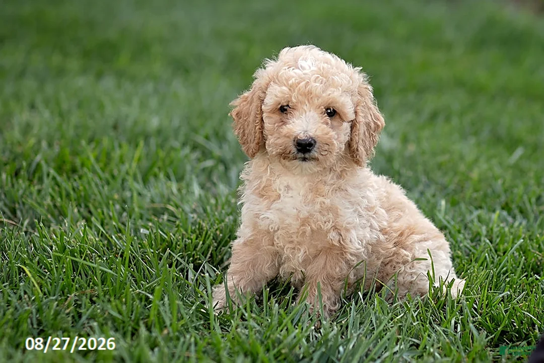 Mini Goldendoodle dogs for sale: Owen - Ad 1