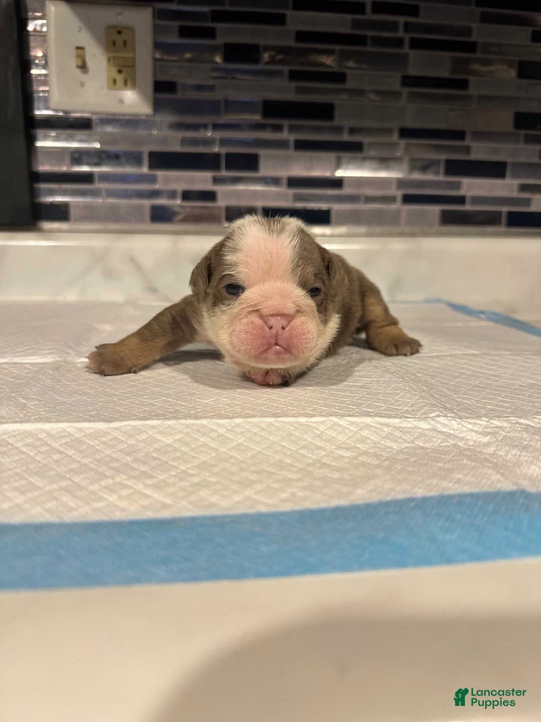 English Bulldog dogs for sale: Lilac and White Male - Ad 1