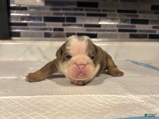 English Bulldog dogs Lilac and White Male - Ad 33