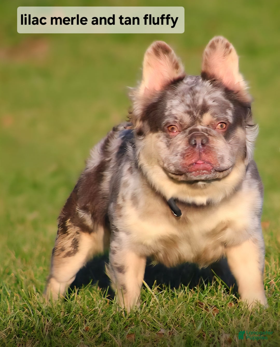 French Bulldog dogs for sale: Tyson - Ad 10
