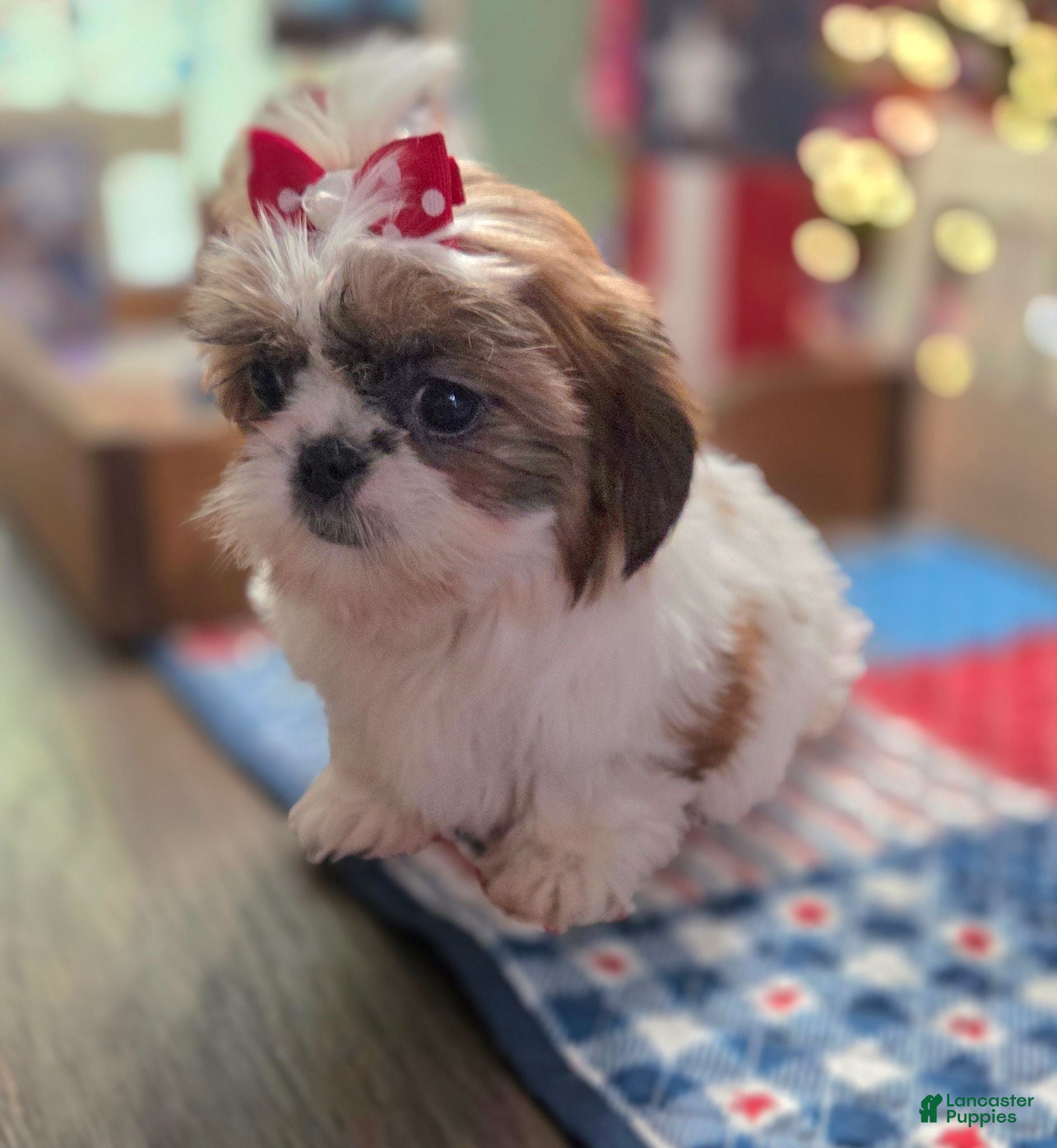 Shih Tzu dogs Pebbles - Ad 1