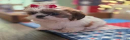 Shih Tzu dogs for sale: Pebbles - Ad 1