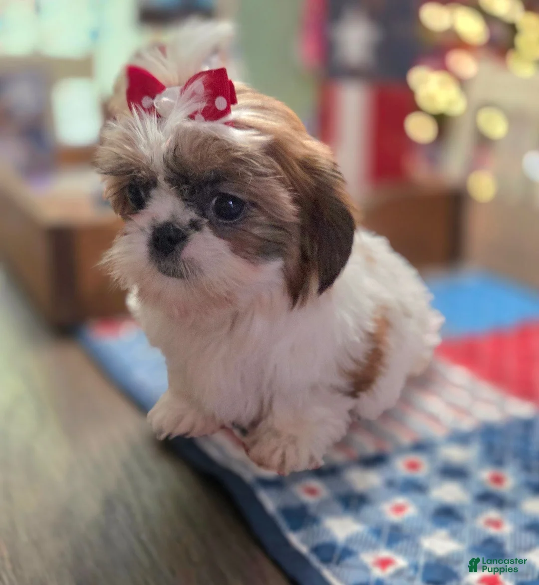 Shih Tzu dogs for sale: Pebbles - Ad 1