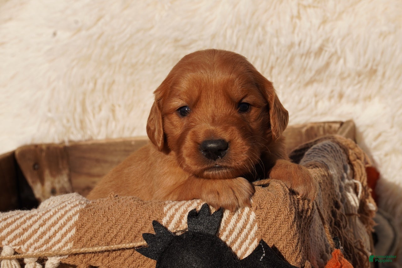 Golden Retriever dogs Oli - AKC, Genetically Clear - Ad 1