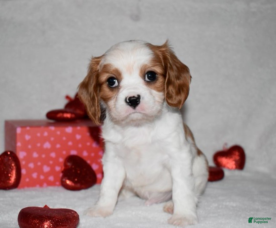 Cavalier King Charles Spaniel dogs for sale: Odie - Ad 3