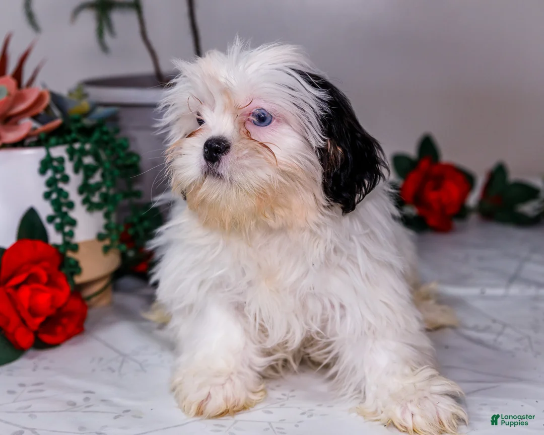 Shih Tzu dogs for sale: Lanetta - Ad 6