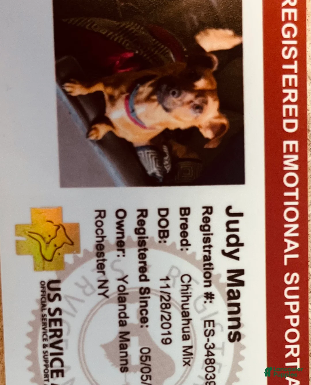 Mixed Breed dogs for sale: Mixed Breed 5 - Ad 2