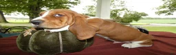 Basset Hound dogs for sale: Basset Hound 1 Rusty - Ad 3