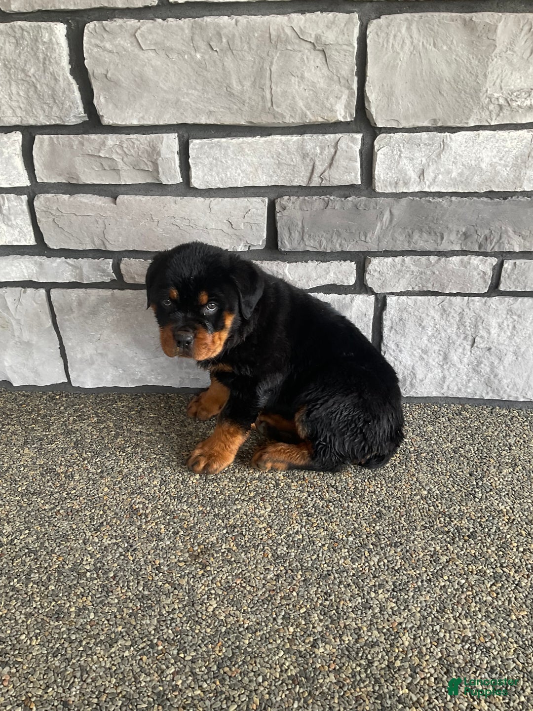 Rottweiler dogs for sale: Rottweiler Puppy 2 - Ad 2
