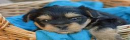Yorkshire Terrier dogs for sale: Jaci - Ad 7