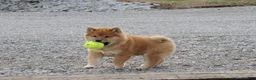 Shiba Inu dogs for sale: DAKOTA - Ad 1