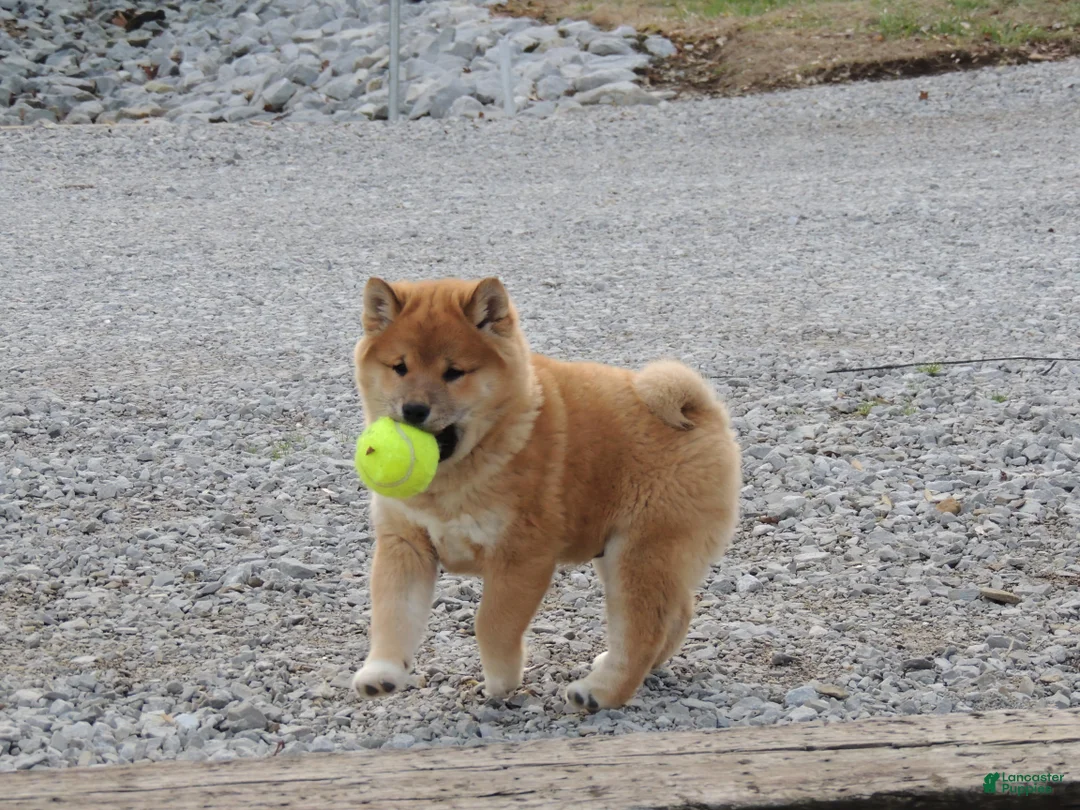 Shiba Inu dogs for sale: DAKOTA - Ad 1
