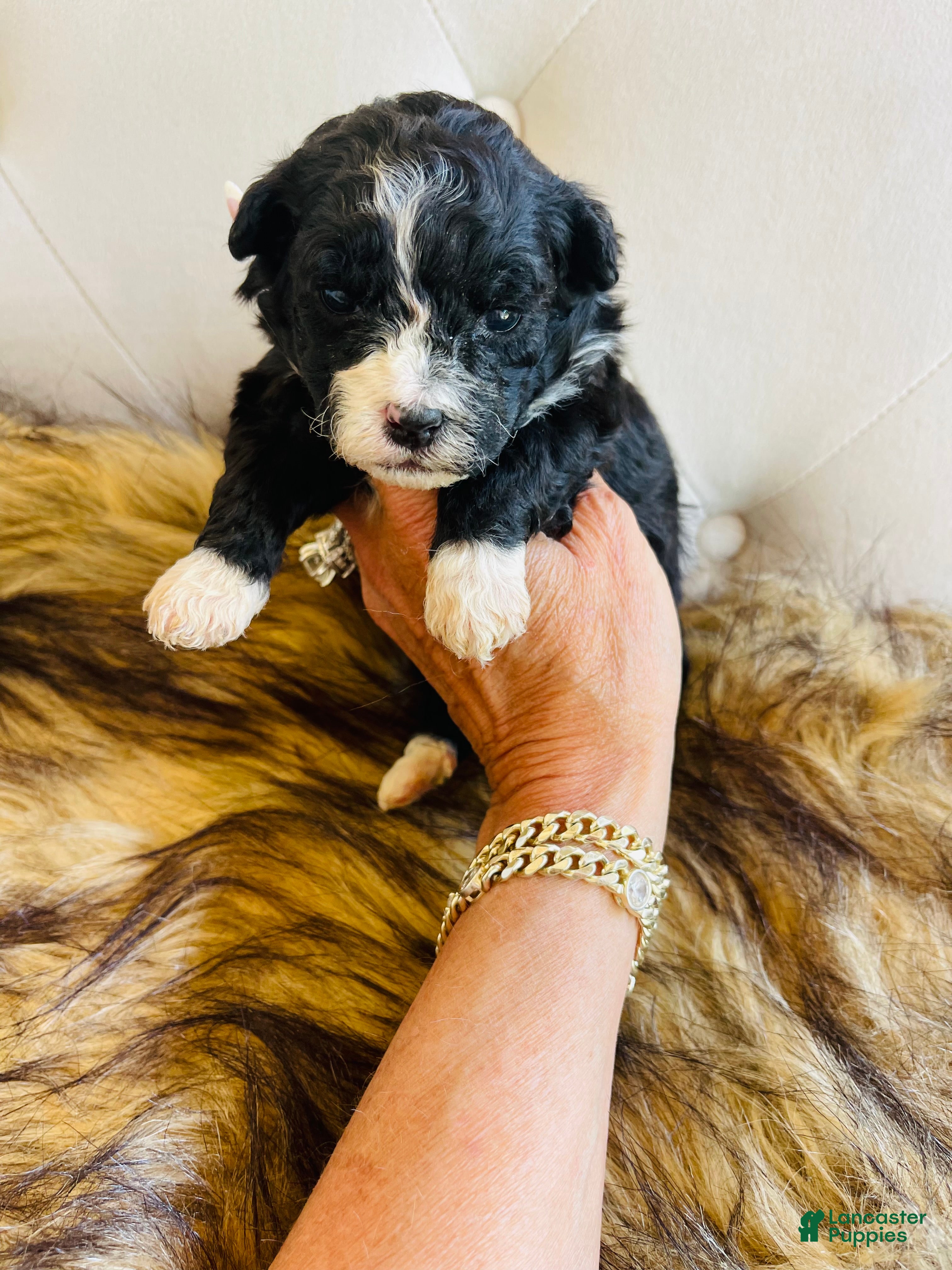 Bernedoodle dogs Pandora ❤️ Micro mini Bernedoodle female  - Ad 13