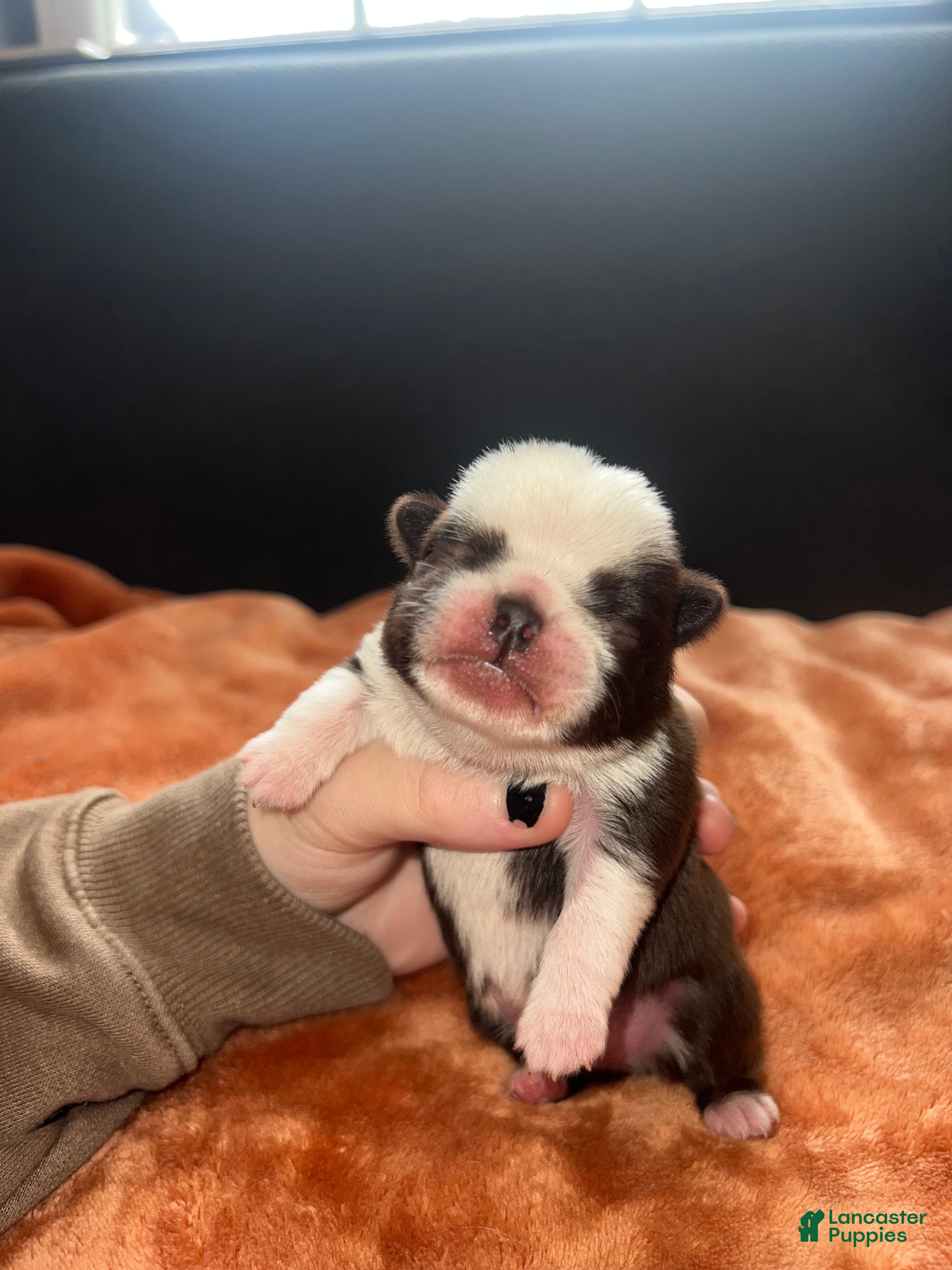 Pug dogs for sale: Nicky - Ad 1
