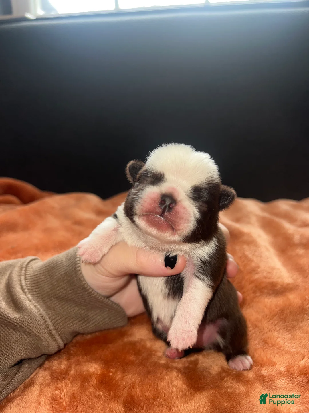 Pug dogs for sale: Nicky - Ad 1