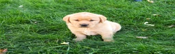 Goldador dogs for sale: Evander - Ad 4