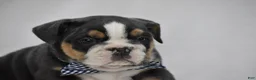Beabull dogs for sale: Banjo - Ad 8