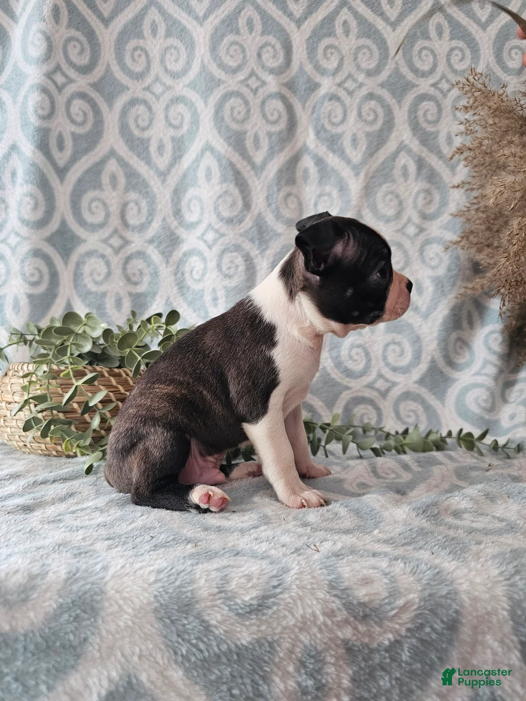 Boston Terrier dogs for sale: Boston Terrier Puppy 3 - Ad 4