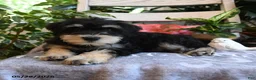 Miniature Schnauzer dogs for sale: Max - Ad 4