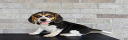 Beagle dogs for sale: Benji - Ad 6