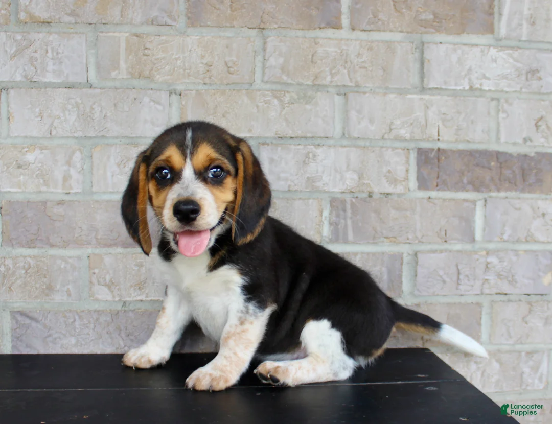 Beagle dogs for sale: Benji - Ad 6