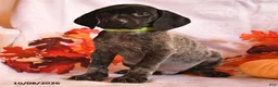German Shorthaired Pointer dogs for sale: Champion - Ad 2