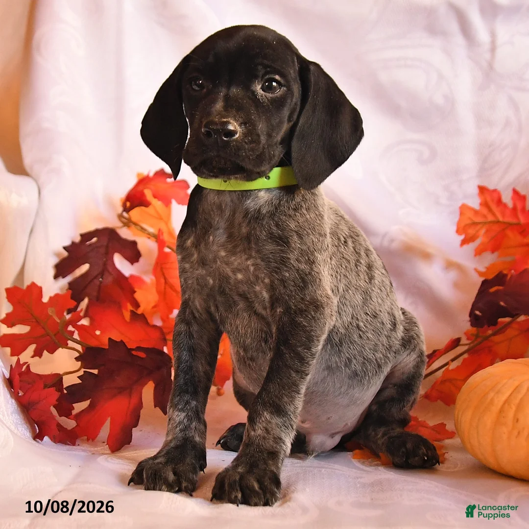 German Shorthaired Pointer dogs for sale: Champion - Ad 2