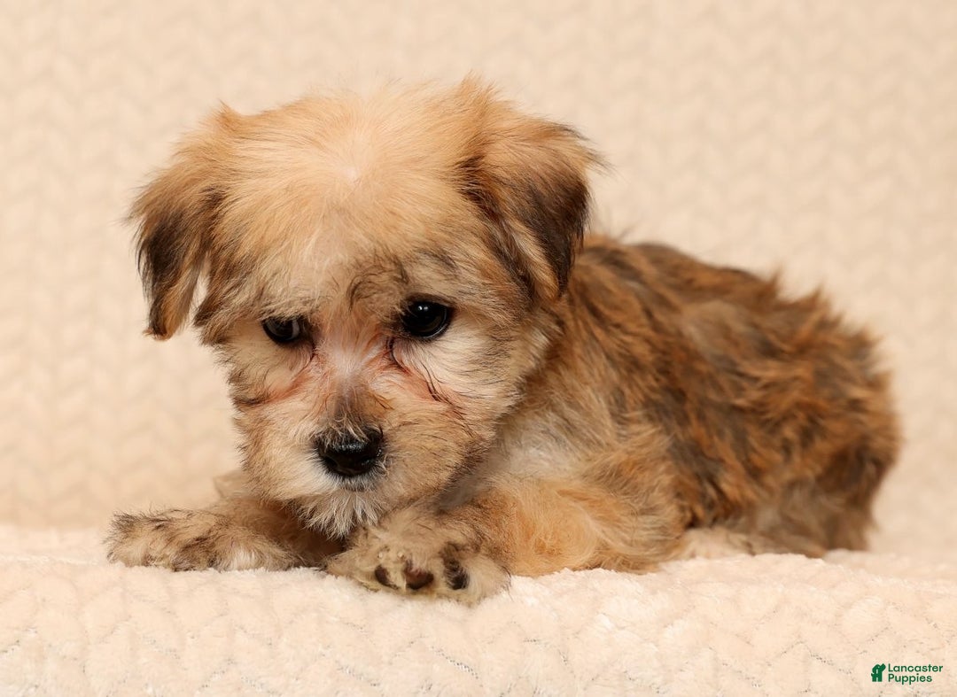 Yochon dogs for sale: Sophia - Ad 5