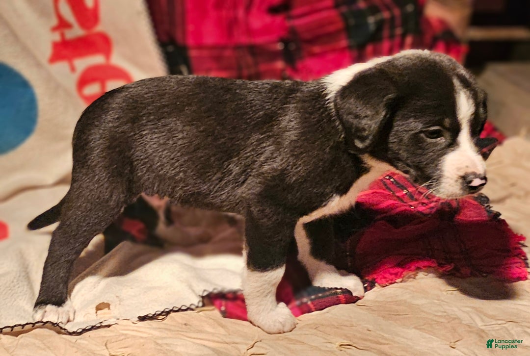 Border Collie dogs for sale: Great - Ad 11