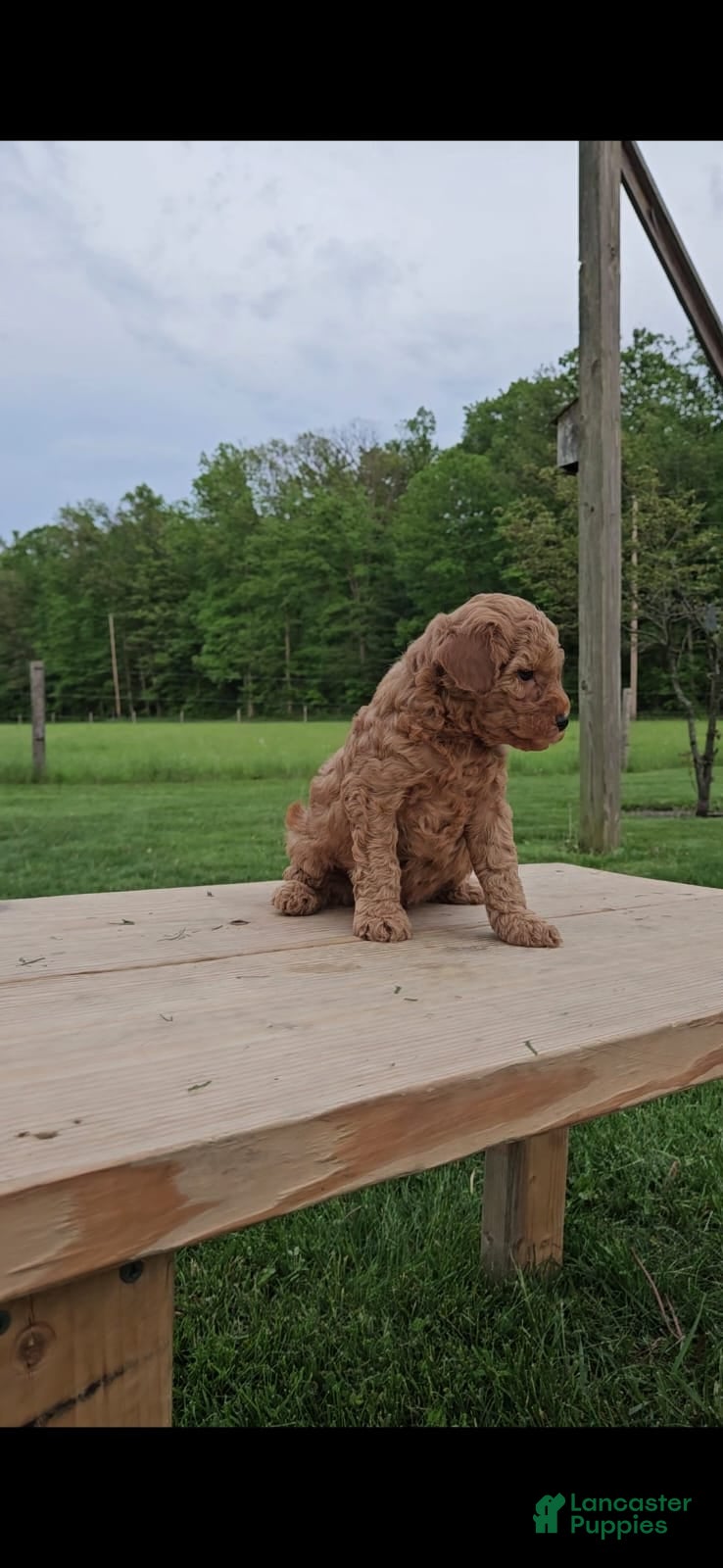 Mini Goldendoodle dogs for sale: Cooper - Ad 1