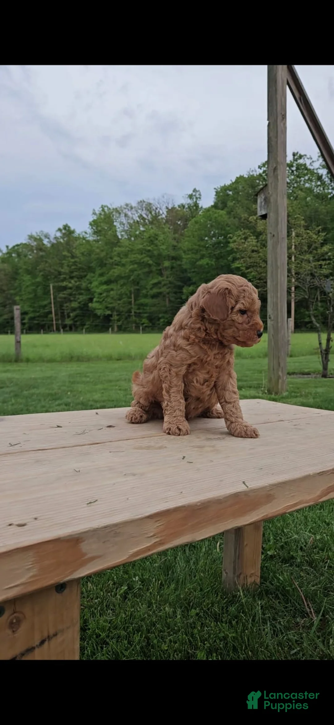 Mini Goldendoodle dogs for sale: Cooper - Ad 1