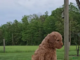 Mini Goldendoodle dogs for sale: Cooper - Ad 1