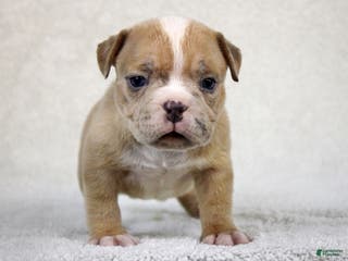 American Bully dogs Fawn Merle Female 2 - Ad 21