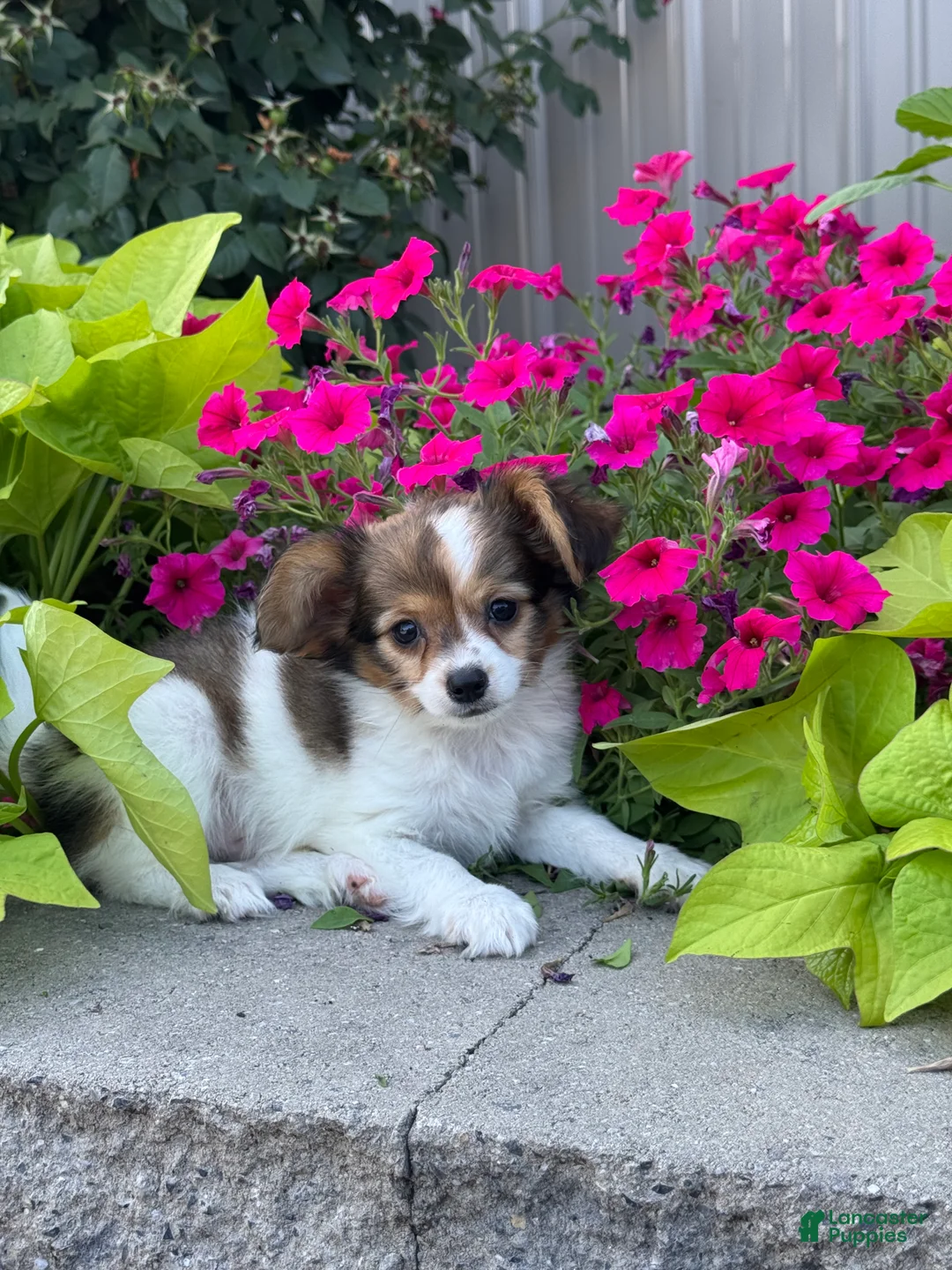 Papillon dogs for sale: Rory - Ad 6